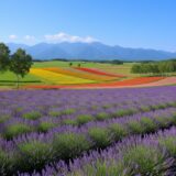夏の北海道のラベンダー畑と花の丘（イメージ）